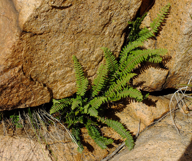 micropteris